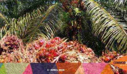 Entreprise d'huile de palme: commencez à acheter, vendre et transformer de l'huile rouge