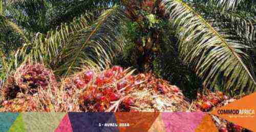 Entreprise d’huile de palme: commencez à acheter, vendre et transformer de l’huile rouge
