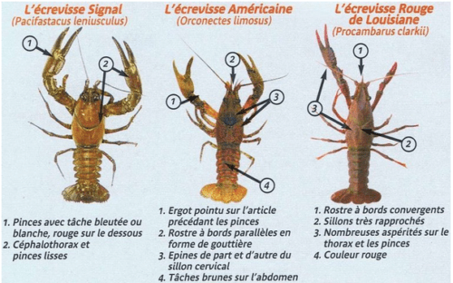 Exemple de plan d'activités de reproduction des écrevisses