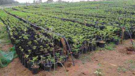 Exemple de plan d'affaires pour la croissance de la plantation de Moringa