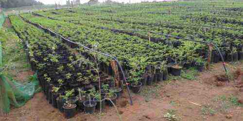 Exemple de plan d’affaires pour la croissance de la plantation de Moringa