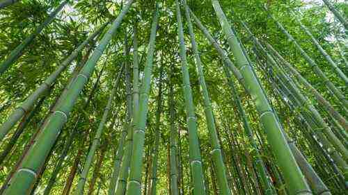 Exemple de plan d'affaires pour la culture du bambou