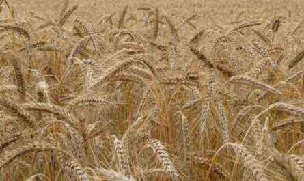 Exemple de plan d'affaires pour la culture du blé