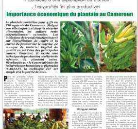 Exemple de plan d'affaires pour la culture du plantain