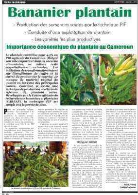 Exemple de plan d’affaires pour la culture du plantain