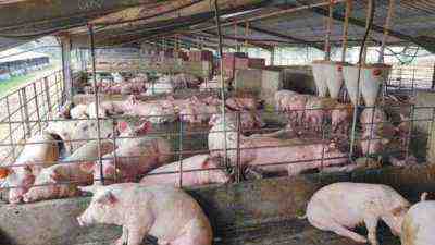 L’élevage porcin est-il rentable?  Faits établis