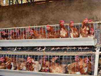 Liste des plus grandes fermes avicoles au Nigeria 2020