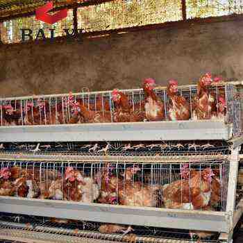 Liste des plus grandes fermes avicoles au Nigeria 2020