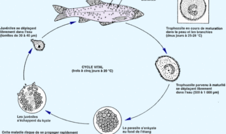 Maladies et traitements du poisson-chat tropical: bactérien, viral, parasitaire et fongique