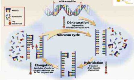 Plan d'affaires des échantillons de laboratoire d'analyse d'ADN