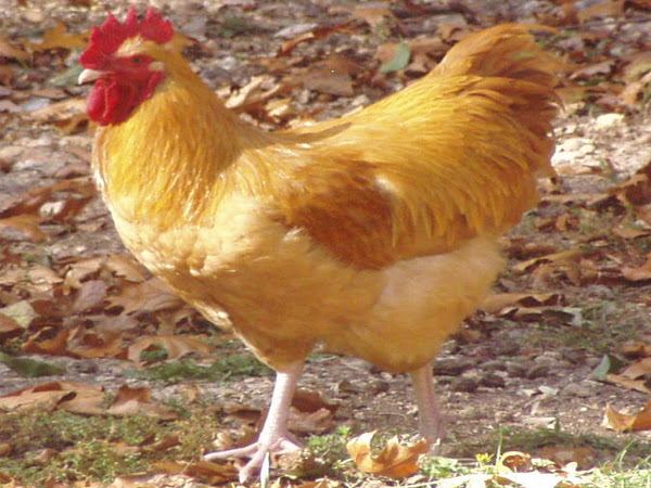 english poultry breeds, orpington, orpington chicken, orpington chicken photo, orpington chicken picture