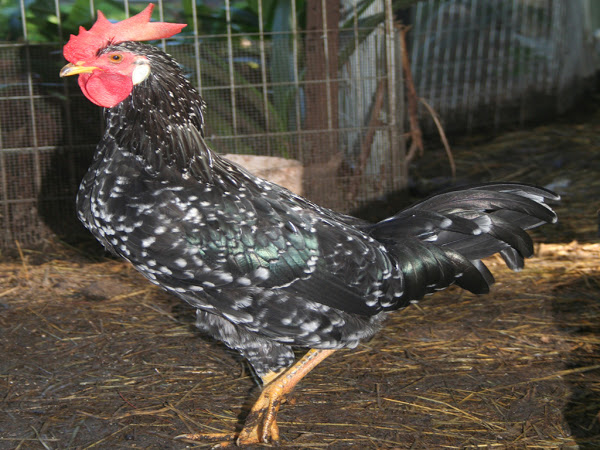 mediterranean poultry breeds, ancona, ancona chicken, ancona chicken photo, ancona chicken picture
