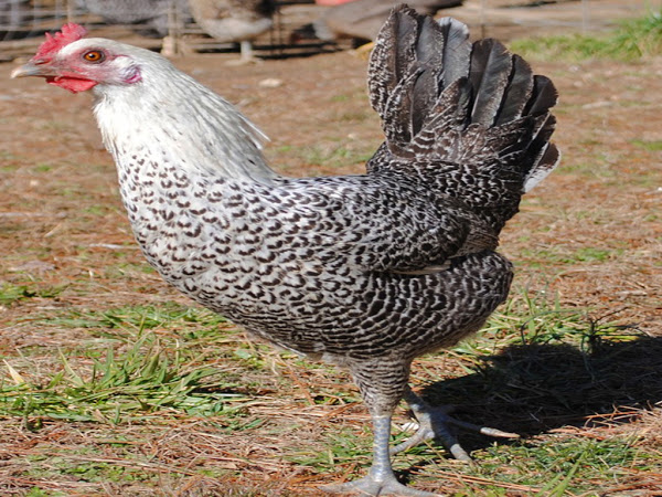 mediterranean poultry breeds, fayoumi, fayoumi chicken, fayoumi chicken photo, fayoumi chicken picture