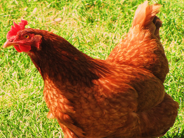 american poultry breeds, new hampshire, new hampshire chicken, new hampshire chicken picture