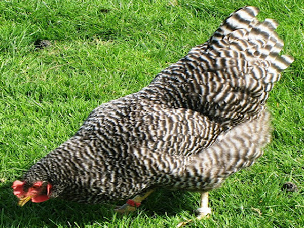 american poultry breeds, plymouth rock, plymouth rock chicken, plymouth rock chicken photo, plymouth rock picture