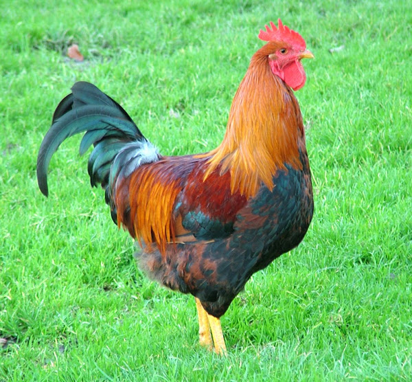 raising roosters, raising roosters with laying hens, does having a rooster increase egg production