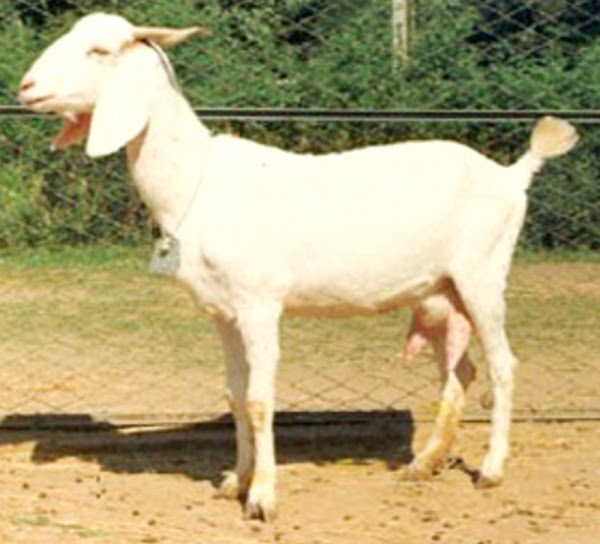 surti goat, surti goats, about surti goat, surti goat breed, surti goat behavior, surti goat breed info, surti goat care, surti goat characteristics, caring surti goat, surti goat color, surti goat color varieties, surti goat coat color, surti goat facts, surti goat for meat, surti goat for milk, surti goat farms, surti goat farming, surti goat history, surti goat hair, surti goat info, surti goat information, surti goat images, surti goat meat, surti goat milk, surti goat milk production, surti goat origin, surti goat pictures, surti goat personality, surti goat photos, surti goat rearing, raising surti goat, surti goat size, surti goat temperament, surti goat tame, surti goat uses, surti goat varieties, surti goat weight