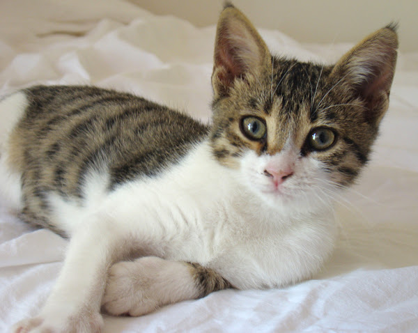adopt a cat, how to adopt a cat, cat adoption, cat adoption guide, reasons for cat adoption