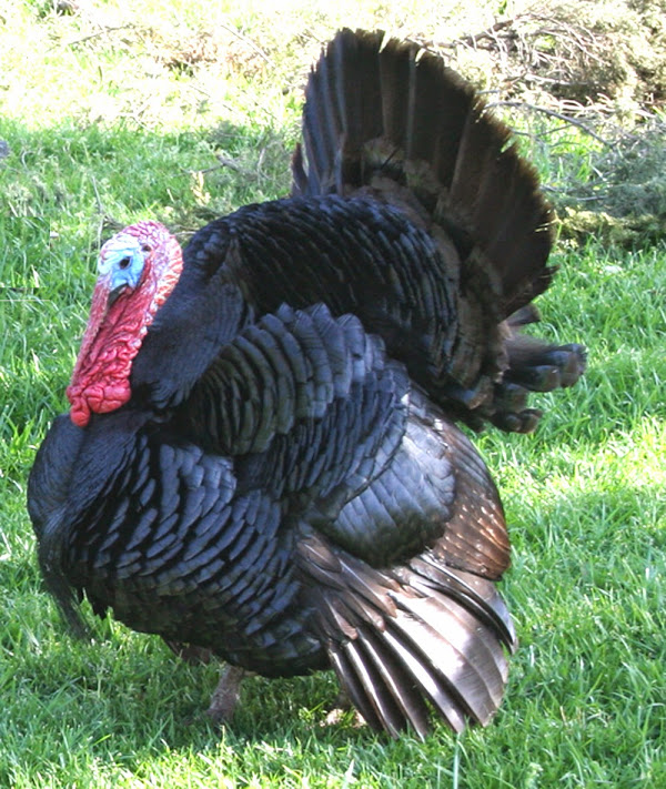determining turkey gender, ways of determining turkey gender, different ways for determining turkey gender, guide for determining turkey gender, how to determine turkey gender