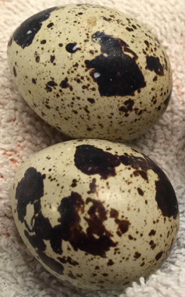 hatching quail eggs, how to hatch quail eggs