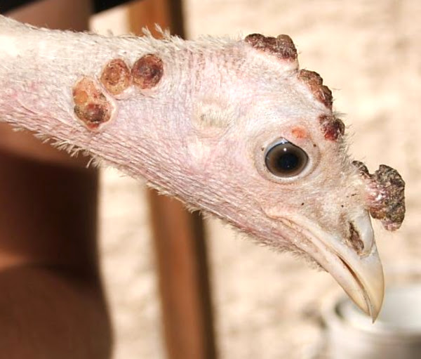 Maladie de la variole aviaire : comment contrôler les maladies et sauver la volaille