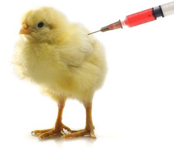 poultry vaccine