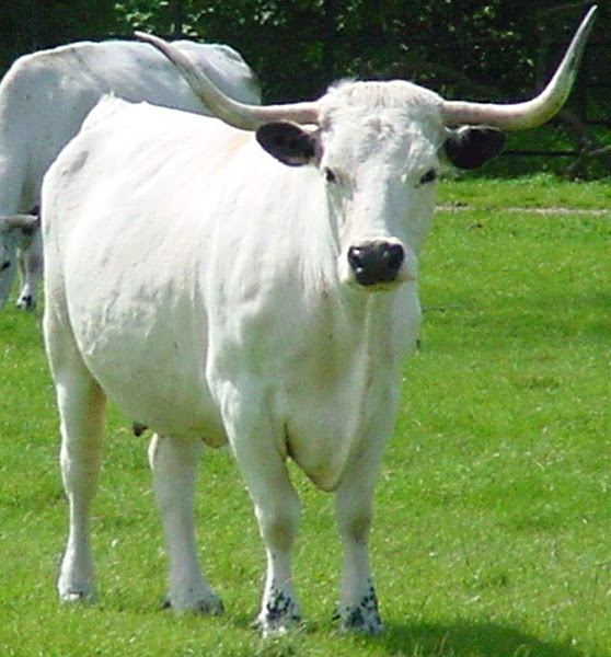 white park cattle, about white park cattle, white park cattle breed, white park cattle behavior, white park cattle breed info, white park cattle breed facts, white park cattle care, caring white park cattle, white park cattle characteristics, white park cattle color, white park cattle coat color, white park cattle facts, white park cattle for meat, white park cattle for milk, white park cattle farms, white park cattle farming, white park cattle history, white park cattle info, white park cattle images, white park cattle meat, white park cattle milk, white park cattle origin, white park cattle photos, white park cattle pictures, white park cattle rarity, raising white park cattle, white park cattle size, white park cattle temperament, white park cattle uses, white park cattle weight
