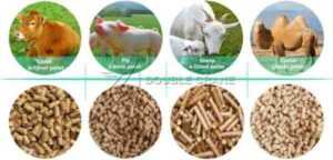 Alimentation du bétail : Guide d'alimentation du bétail pour une meilleure production de lait et de viande
