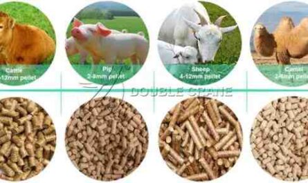 Alimentation du bétail : Guide d'alimentation du bétail pour une meilleure production de lait et de viande