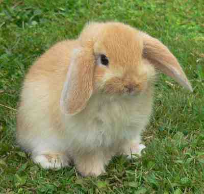 American Fuzzy Lop Rabbit: Caractéristiques, utilisations et informations complètes sur la race