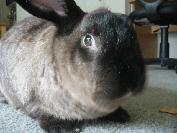 American Sable Rabbit: Caractéristiques, utilisations et informations complètes sur la race