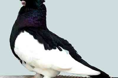 Ancient Tumbler Pigeon: Caractéristiques, utilisations et informations sur la race