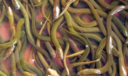 Anguille des marais asiatiques : caractéristiques, alimentation, utilisations et élevage