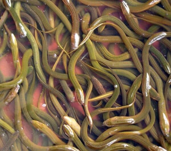 Anguille des marais asiatiques : caractéristiques, alimentation, utilisations et élevage