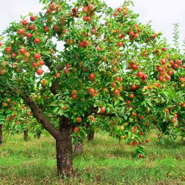 La culture des pommes: Plan d'affaires rentable pour la production de pommes