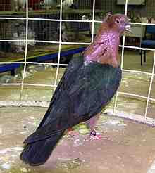 Archange Pigeon : Caractéristiques, Origine, Utilisations & Informations sur la race