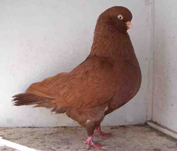 Australian Performing Tumbler Pigeon : Caractéristiques et utilisations