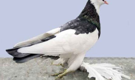 Australian Saddleback Tumbler Pigeon : Caractéristiques & Utilisations