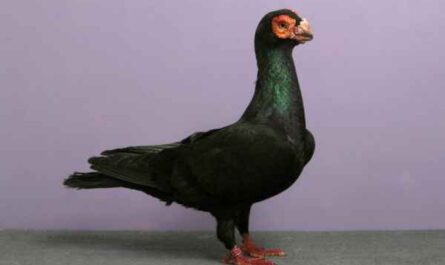 Barbe Pigeon : Caractéristiques, Origine, Utilisations & Informations sur la race