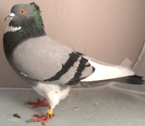 Belge Ringbeater Pigeon: Caractéristiques, utilisations et informations sur la race