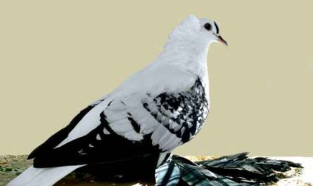 Bohemian Fairy Swallow Pigeon: Caractéristiques et informations sur la race
