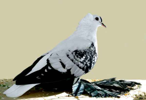 Bohemian Fairy Swallow Pigeon: Caractéristiques et informations sur la race