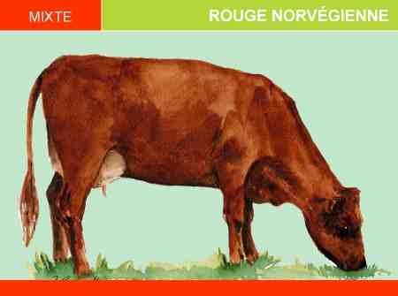Bovins rouges norvégiens : caractéristiques, utilisations et informations complètes sur la race