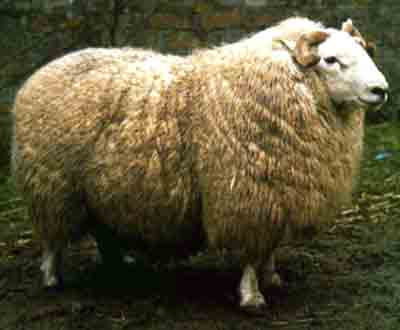 Brecknock Hill Cheviot Sheep: Caractéristiques, utilisations et informations sur la race