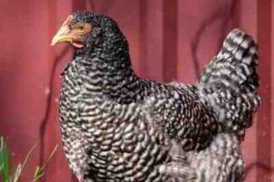 California Grey Chicken: Caractéristiques, tempérament et informations sur la race complète