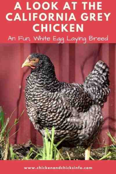 California Grey Chicken: Caractéristiques, tempérament et informations sur la race complète