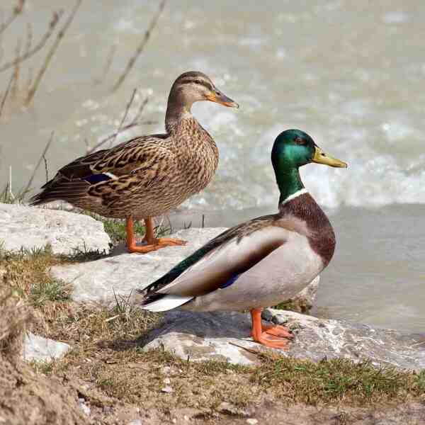 Canard colvert : caractéristiques, origine, utilisations et informations complètes sur la race