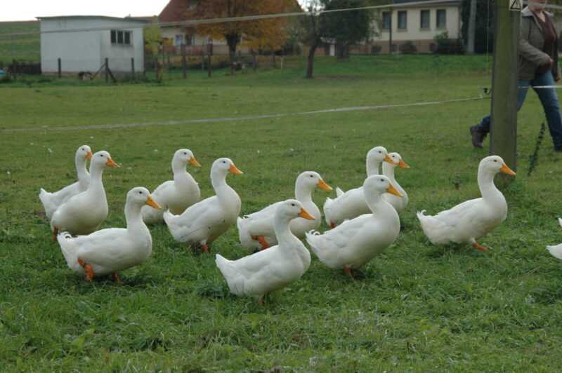 Canard de Pékin : caractéristiques, origine, utilisations et informations complètes sur la race