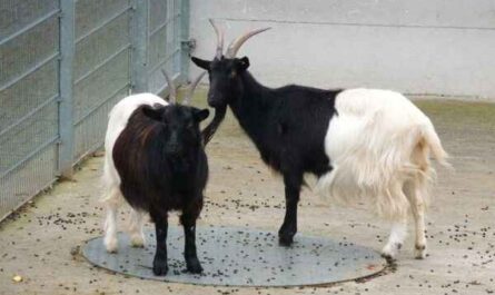 Chèvre à cou noir du Valais : caractéristiques, utilisations et informations complètes sur la race