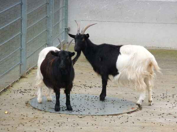 Chèvre à cou noir du Valais : caractéristiques, utilisations et informations complètes sur la race